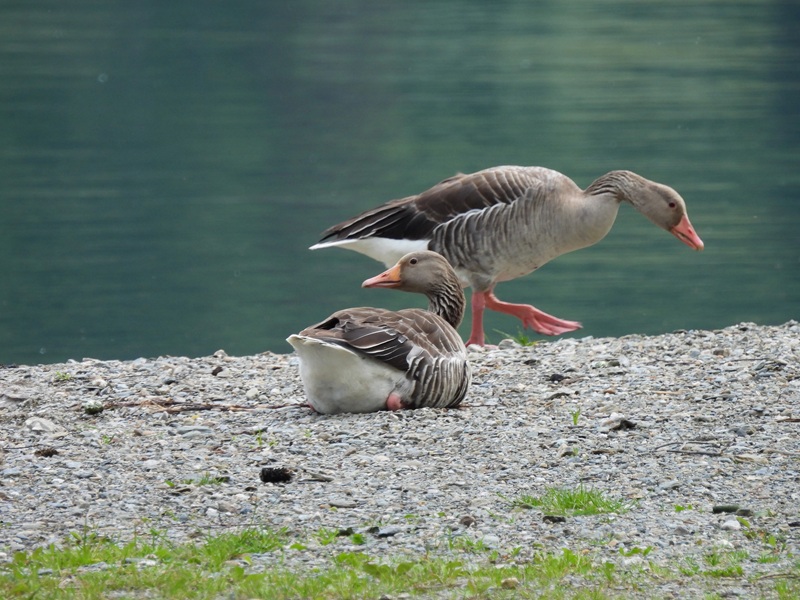 Bleistätter Moor quer (46)