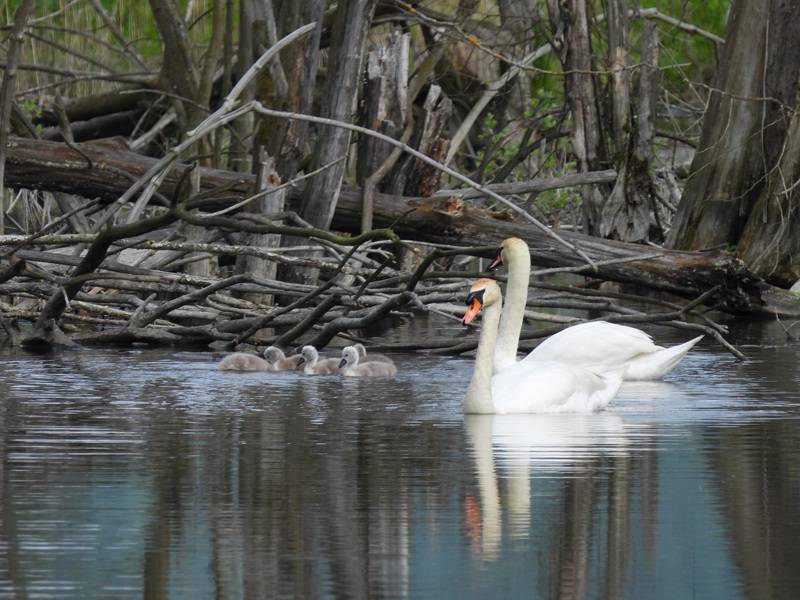 Bleistätter Moor quer (47)