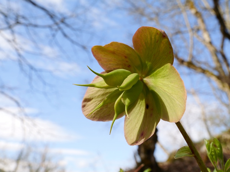 Finkenstein quer (18)