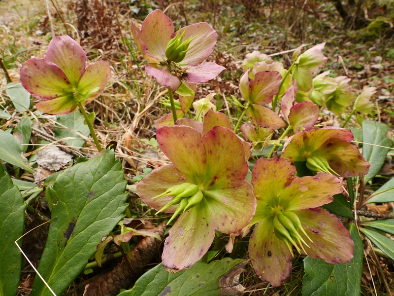 Finkenstein quer (19)