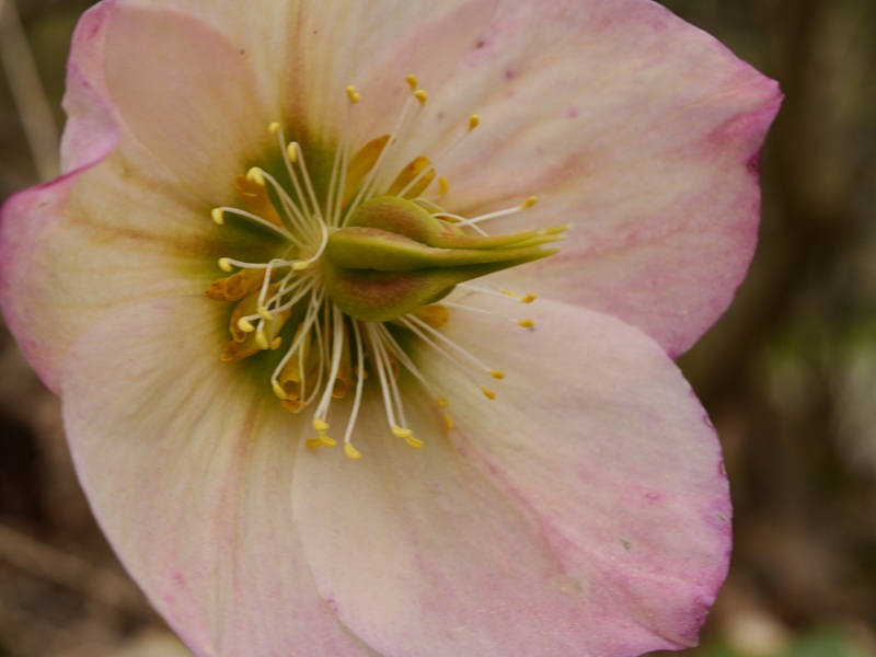 Finkenstein quer (20)