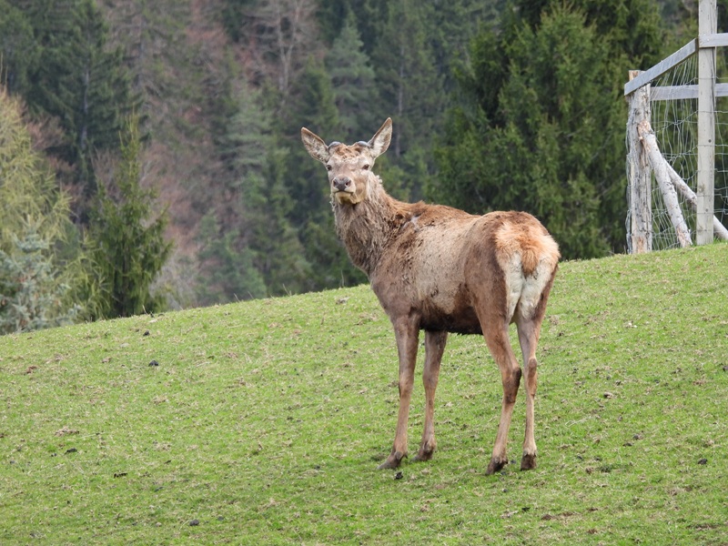 Finkenstein quer (3)