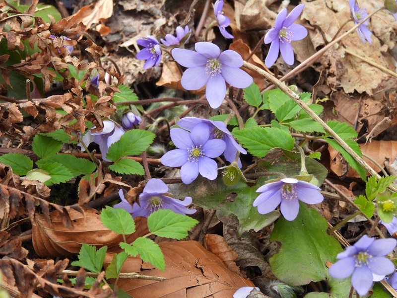 Finkenstein quer (32)