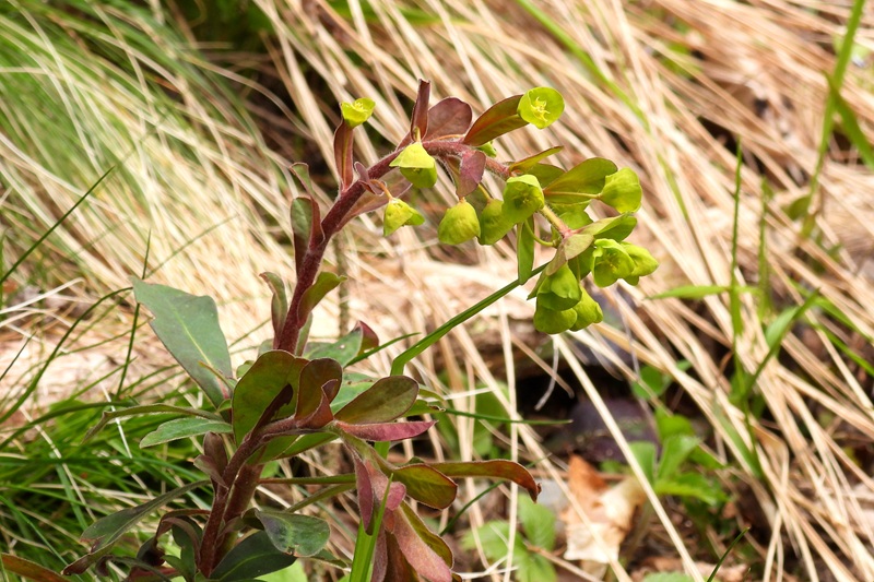 Finkenstein quer (34)