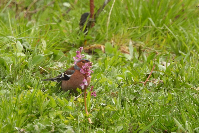 Finkenstein quer (37)