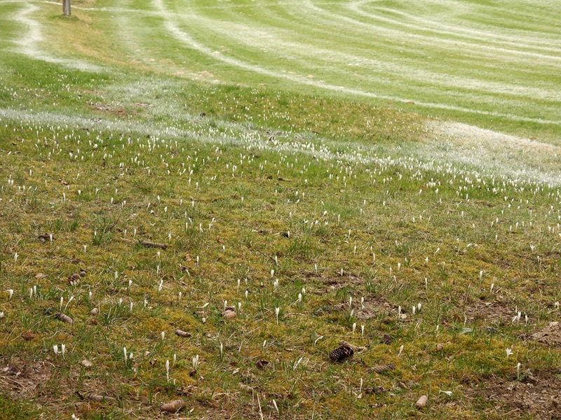 Finkenstein quer (39)