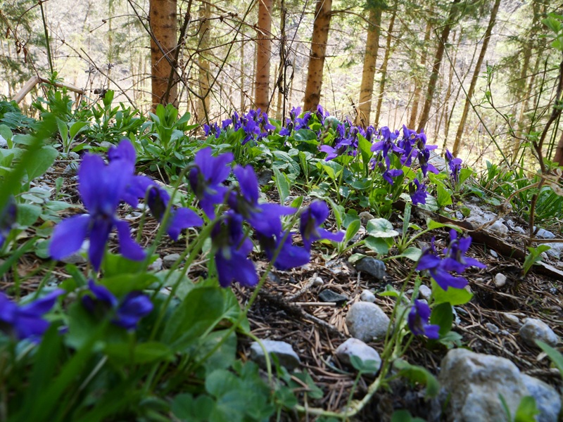 Finkenstein quer (8)