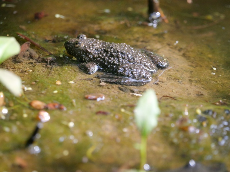 Gerersdorf quer (10)