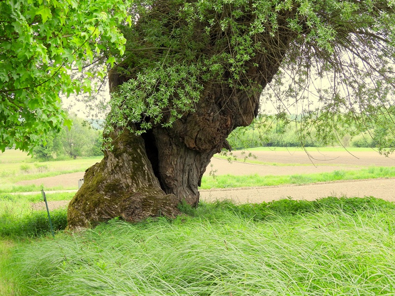 Gerersdorf quer (16)