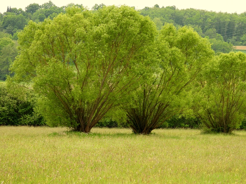 Gerersdorf quer (20)