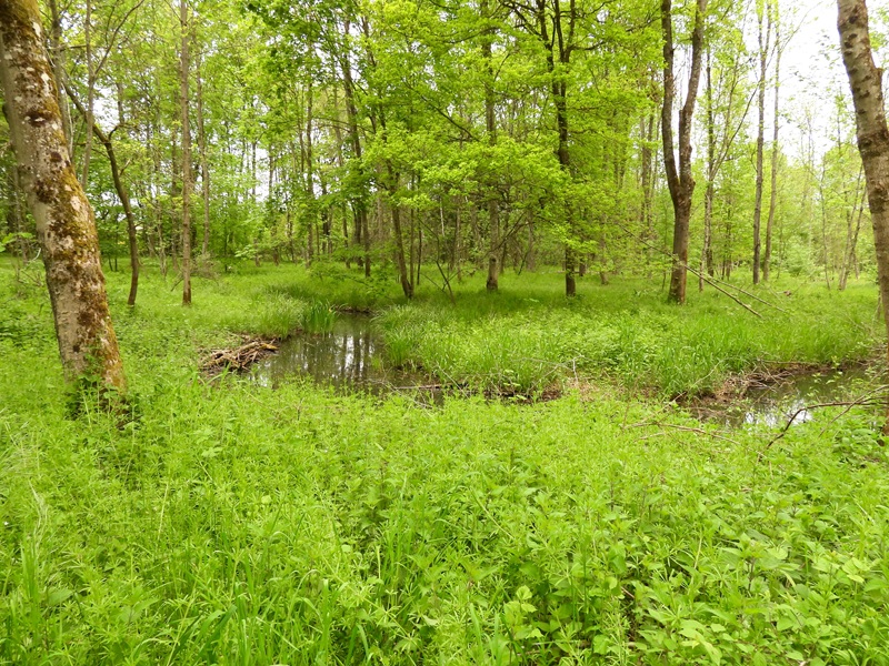 Gerersdorf quer (23)