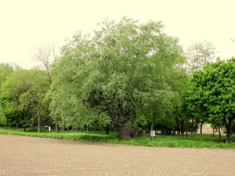 Gerersdorf quer (25)