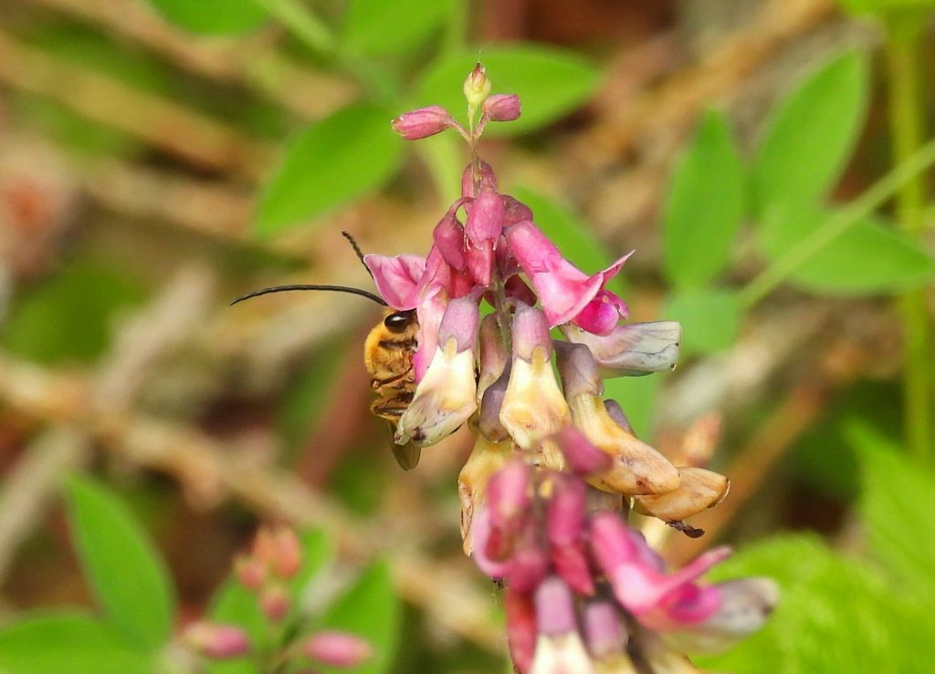 Gerersdorf quer (31)