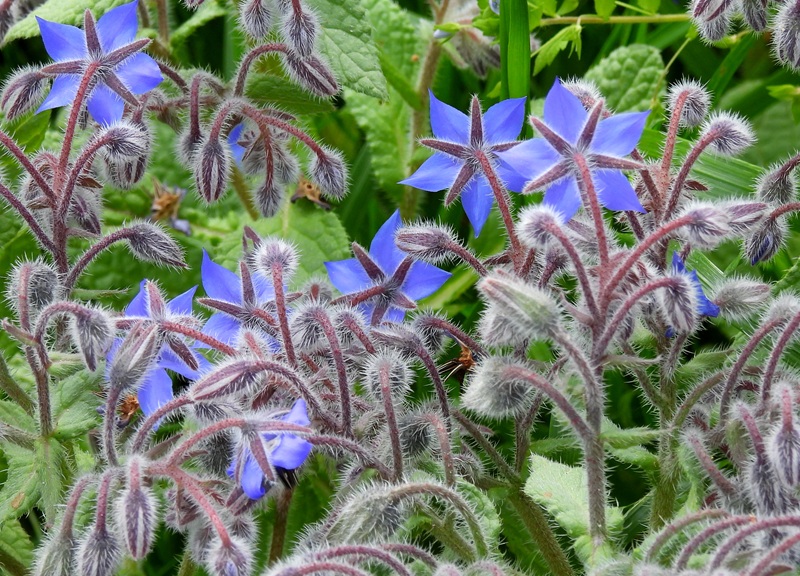 Gerersdorf quer (32)