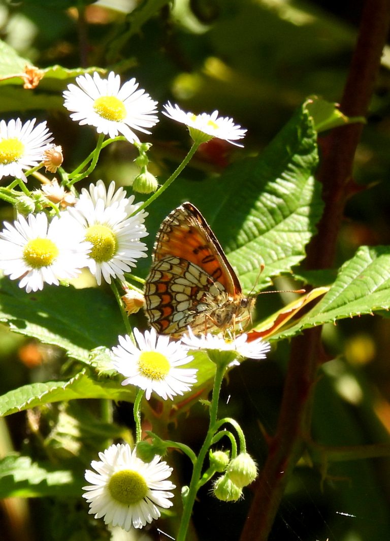 Gleichenberg hoch (1)
