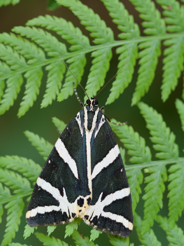 Gleichenberg hoch (4)