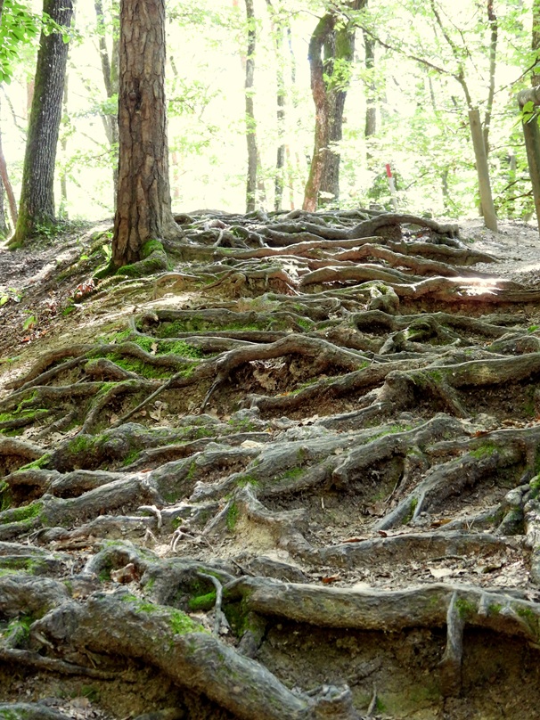 Gleichenberg hoch (9)