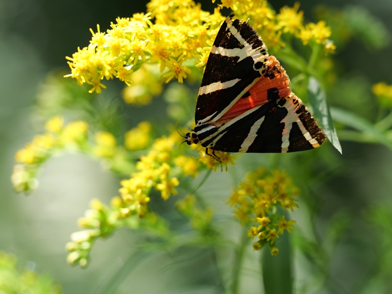 Gleichenberg quer (10)