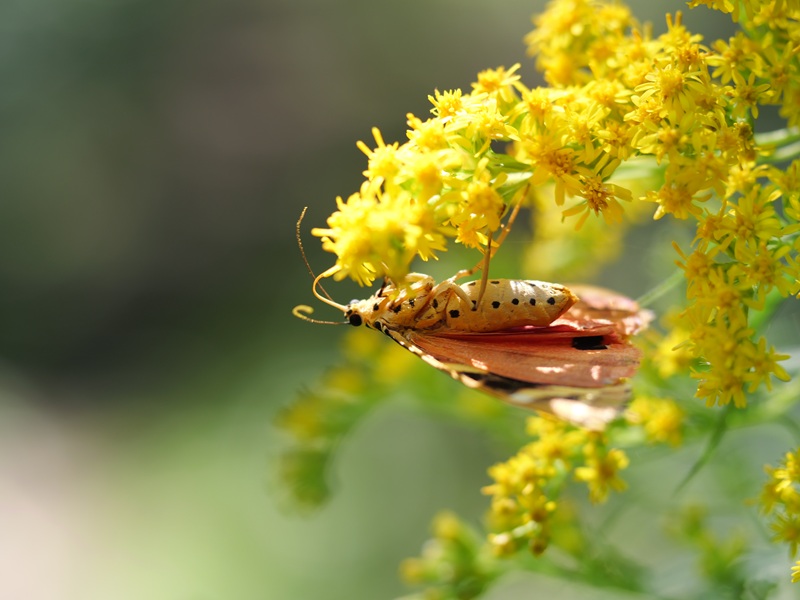 Gleichenberg quer (11)