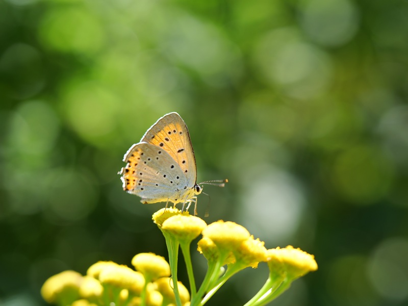 Gleichenberg quer (12)