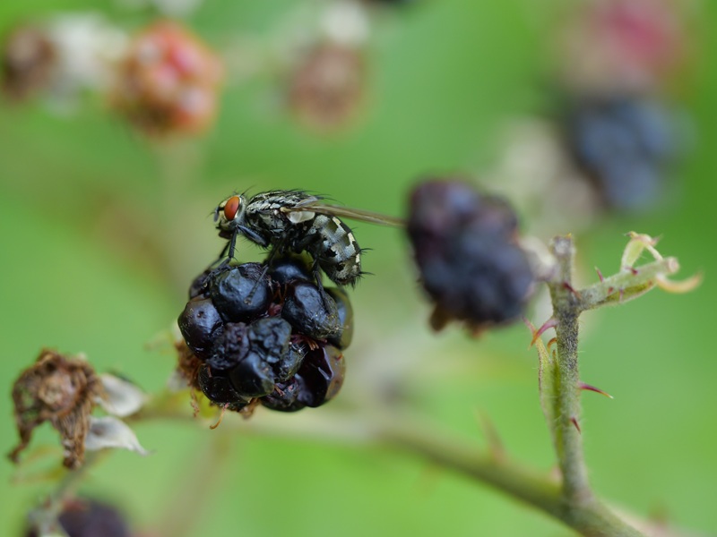 Gleichenberg quer (13)