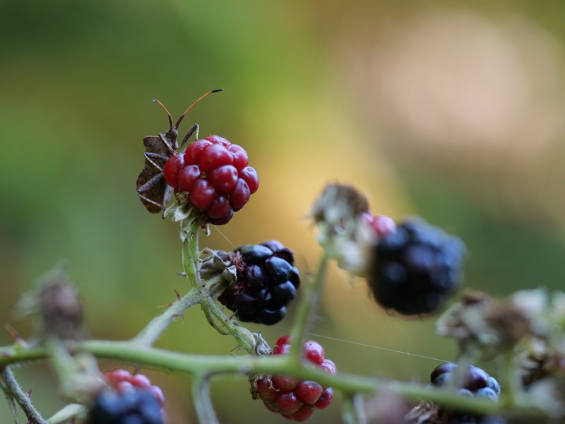 Gleichenberg quer (14)