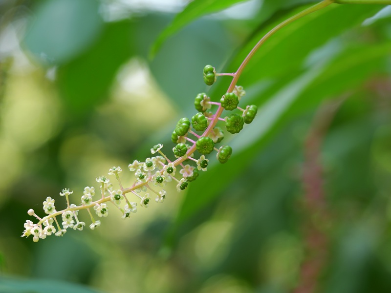 Gleichenberg quer (15)