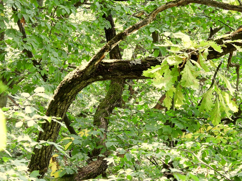 Gleichenberg quer (19)