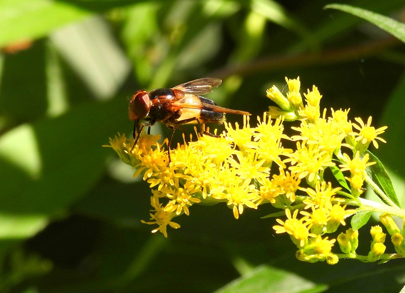 Gleichenberg quer (22)