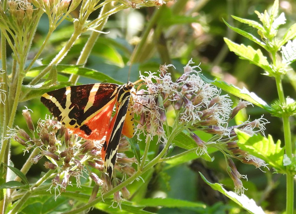 Gleichenberg quer (23)