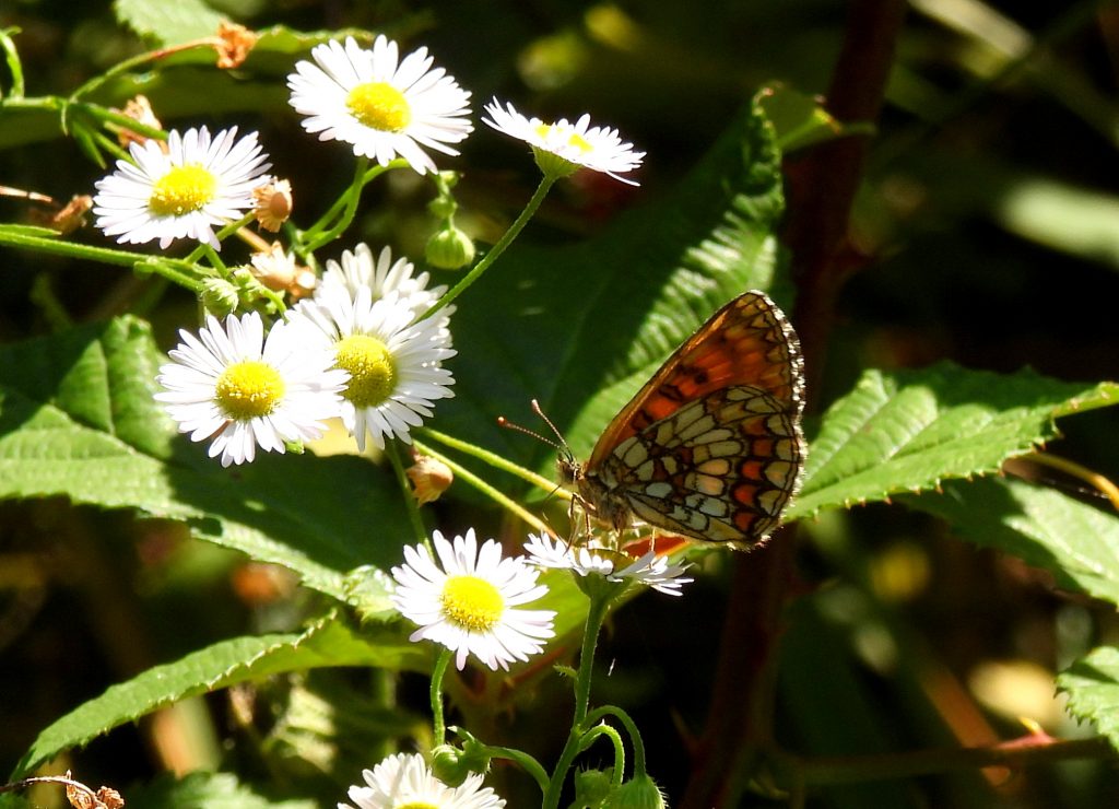 Gleichenberg quer (24)