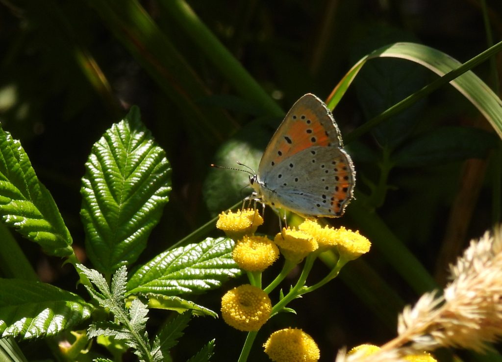 Gleichenberg quer (25)