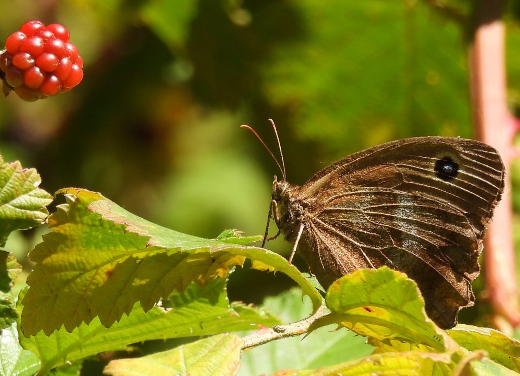 Gleichenberg quer (26)