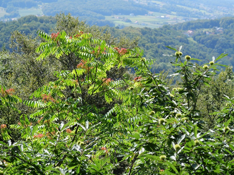 Gleichenberg quer (4)