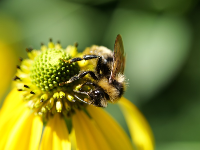 Gleichenberg quer (6)