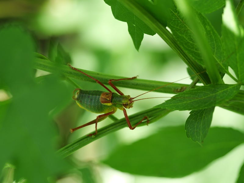 Gleichenberg quer (7)