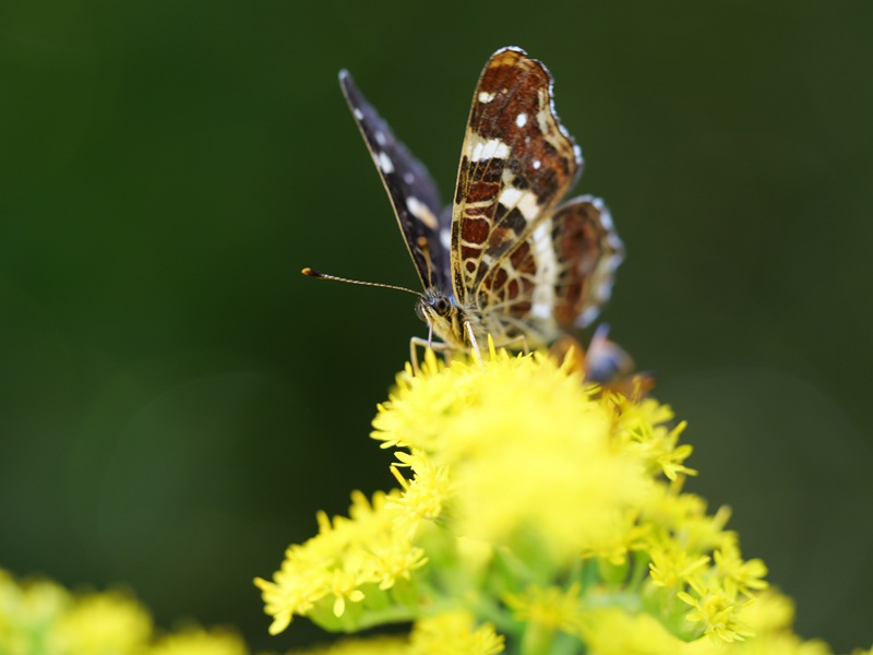 Gleichenberg quer (8)