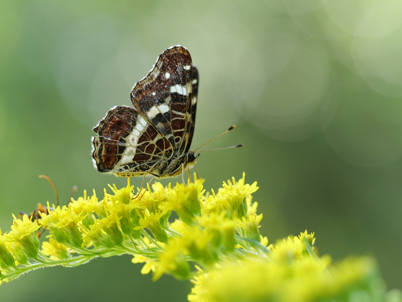 Gleichenberg quer (9)