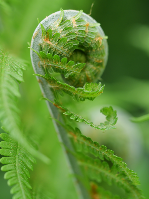 Gleinstätten hoch (5)