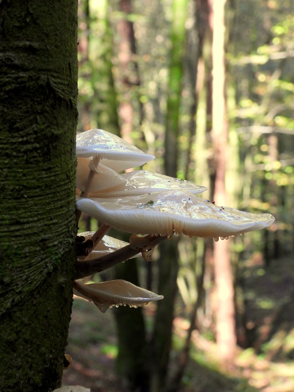 Gleinstätten hoch (7)