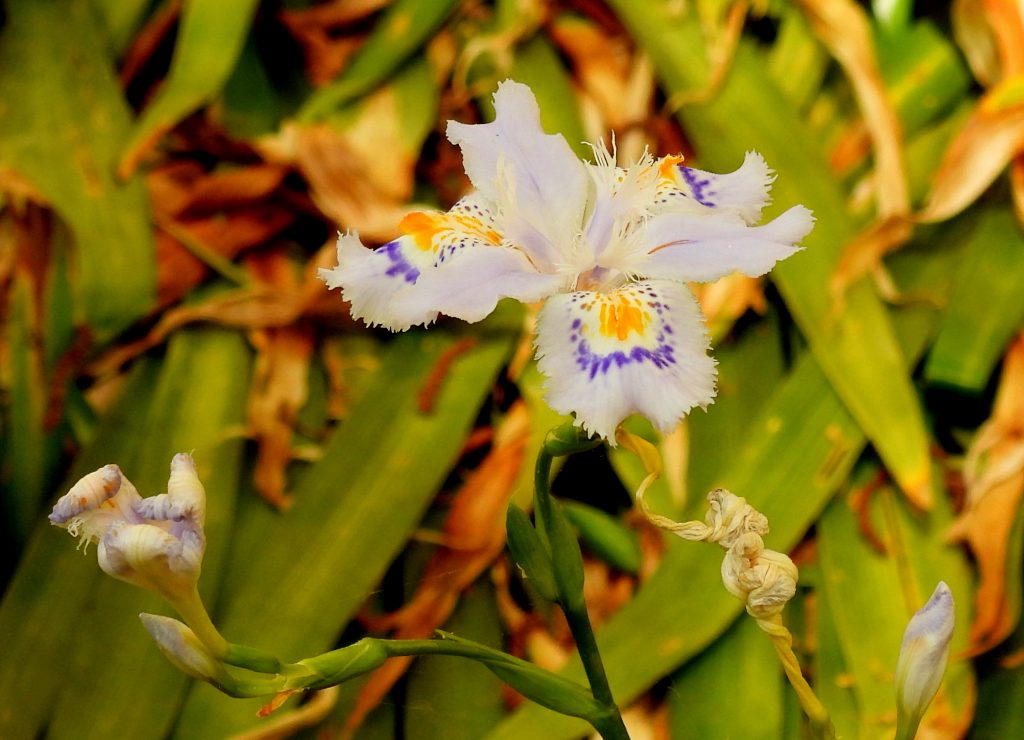 Gleinstätten quer (29)