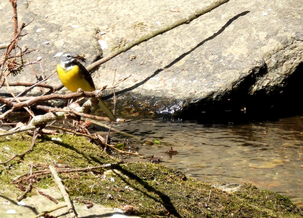 Gleinstätten quer (33)