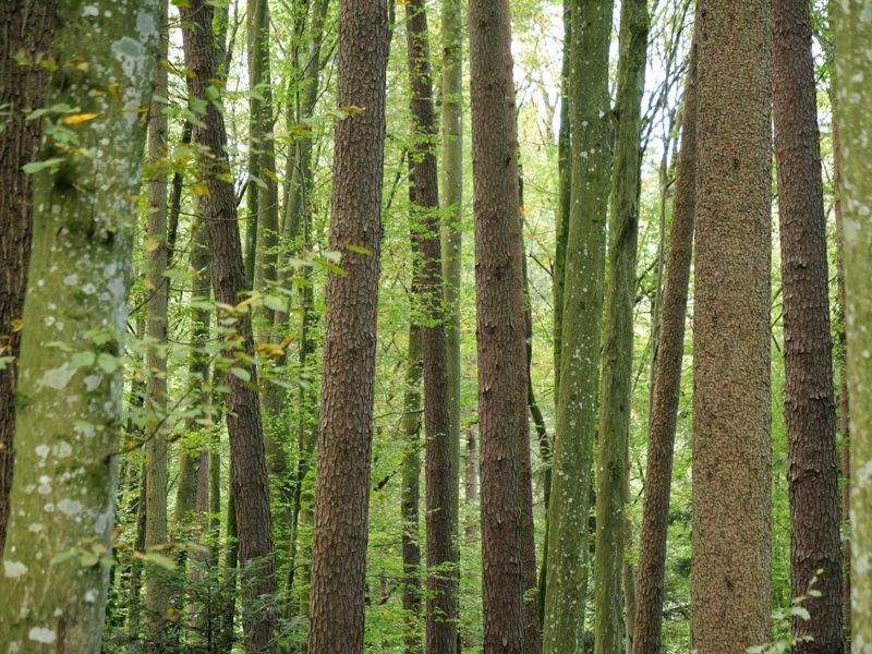 Großklein quer (11)