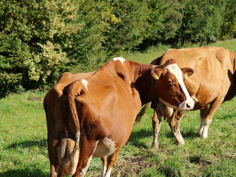 Großklein quer (12)