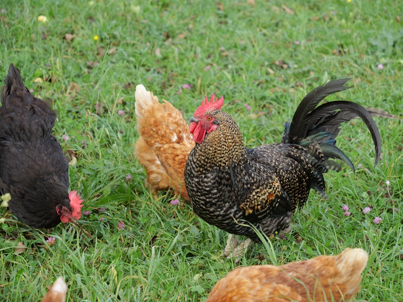 Großklein quer (14)