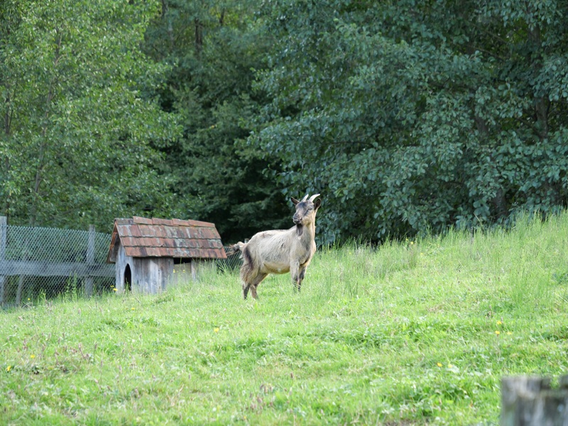 Großklein quer (17)