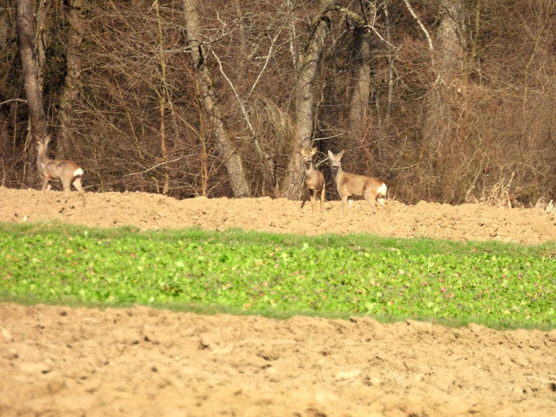 Halbenrain quer (13)