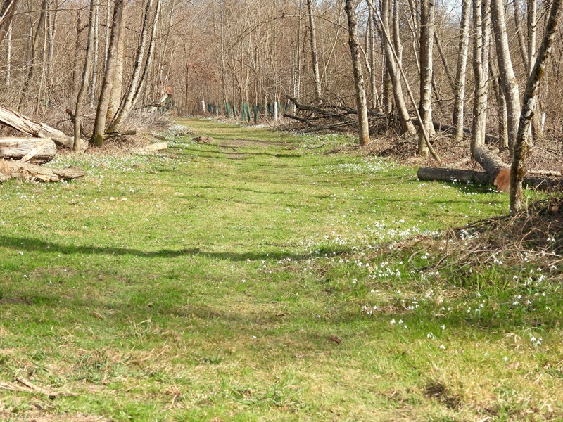 Halbenrain quer (16)