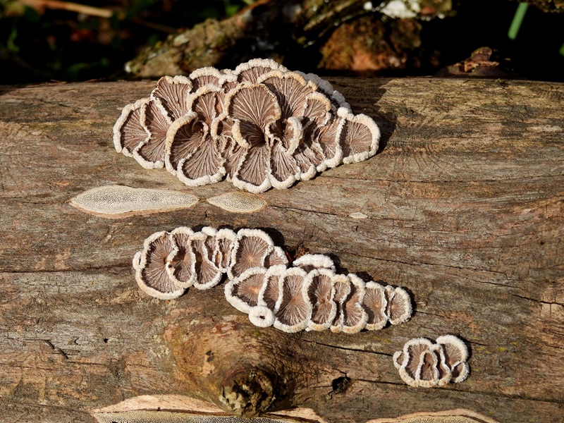 Halbenrain quer (17)