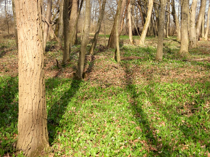 Halbenrain quer (18)